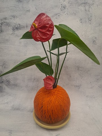 【苔療癒】火鶴苔球/苔球/開幕/禮物/聖誕/觀葉植物