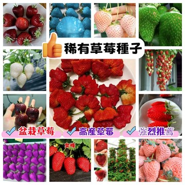✔💥【稀有品種草莓種子】四季種植當年 開花結果 爬藤草莓 章姬草莓 四季草莓 新種籽發芽率100%陽台庭院盆栽高產水果