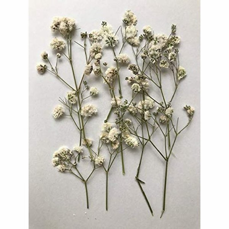 フクサン 押し花パック かすみ草 ホワイト 10個入り Fuk 1066 ネイル レジンなどに最適 通販 Lineポイント最大0 5 Get Lineショッピング