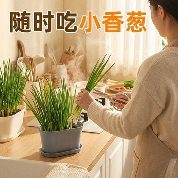 🛒臺灣24h🌳陽臺種蔥專用盆新手專用種蔥盆可反覆採收小香蔥紅蔥頭菜盆