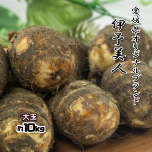 伊予美人 里芋 愛媛県産 大玉 サトイモ 約10ｋｇ