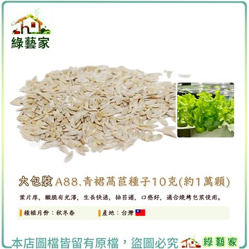 大包裝A88.青裙萵苣種子10克 (約1萬顆)葉片厚，嫩脆有光澤，生長快速，抽苔遲，口感好，適合燒烤包菜使用【綠藝家】