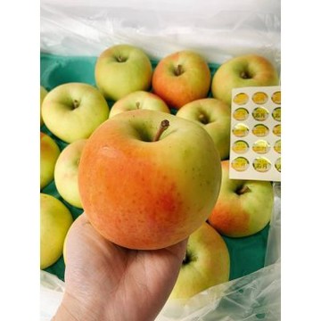 日本 青森 名月 蜜糖蘋果｜日本青森蘋果   2顆盒裝 / 610g+-10%