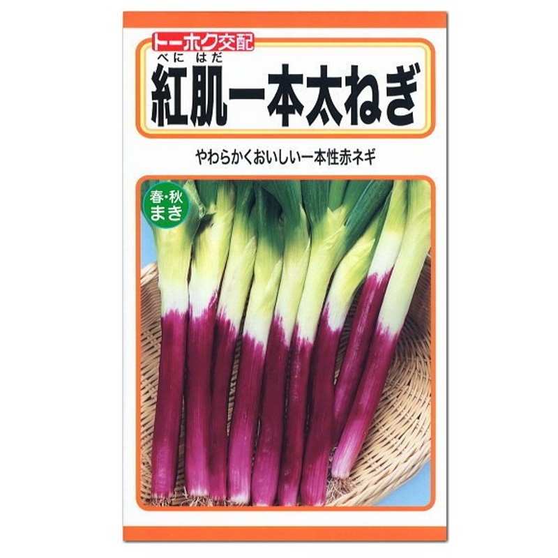 トーホク 紅肌一本太ねぎ 赤ねぎ 種 生産地：茨城県 家庭菜園 長ねぎ ネギのタネ 野菜 たね 種子 メール便対応 通販  LINEポイント最大0.5%GET | LINEショッピング