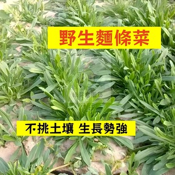 🌱早熟高產 野生麵條菜種籽MTC-2 適應力強 不挑土壤 生長勢快 早熟品種 野菜 易種植  高產陽台盆栽蔬菜種子