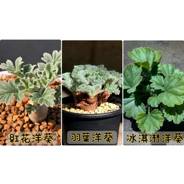苔鑽🍀羽葉洋葵 、紅花洋葵 、冰淇淋洋葵1～3cm根莖/多肉植物/塊根/球莖/觀葉植物/辦公室小物/家庭植栽/室內外皆可