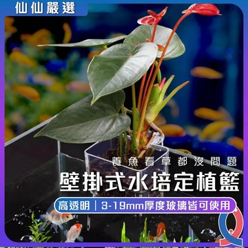 (仙仙) 水培定植杯 水草培育杯 水草定植籃 壁掛水培籃 挺水植物 魚缸造景 水培架 水草種植杯 水上植物 魚菜共生