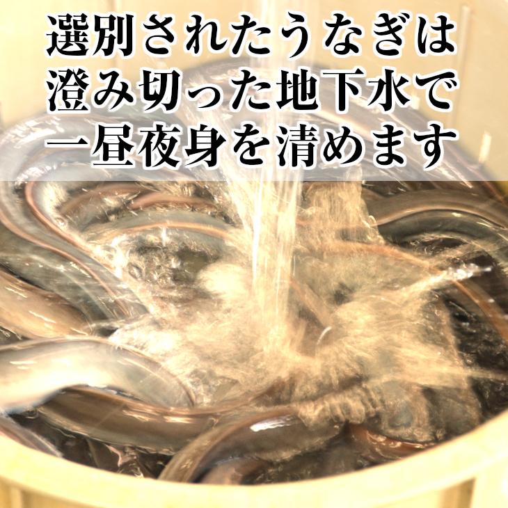 わさび漬け 根わさび 浜名湖産うなぎ白焼き2尾セット 送料無料 セット 父の日 お中元 土用の丑の日 ギフト うなぎ 鰻 お取り寄せ おうち グルメ プレゼント ギフ