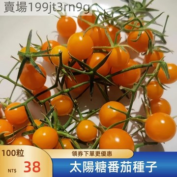 現貨🍅【太陽糖番茄種子】（100粒） 小西紅柿種子 超甜 皮薄 多汁 多年生聖女果種籽 四季播種農田盆栽 高產水果蔬菜種