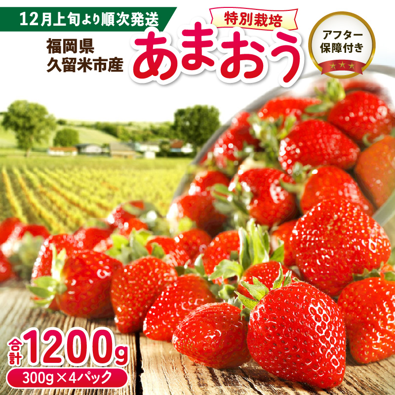 エコファーマー　あまおう（2023年12月～順次発送）300ｇ×4パック