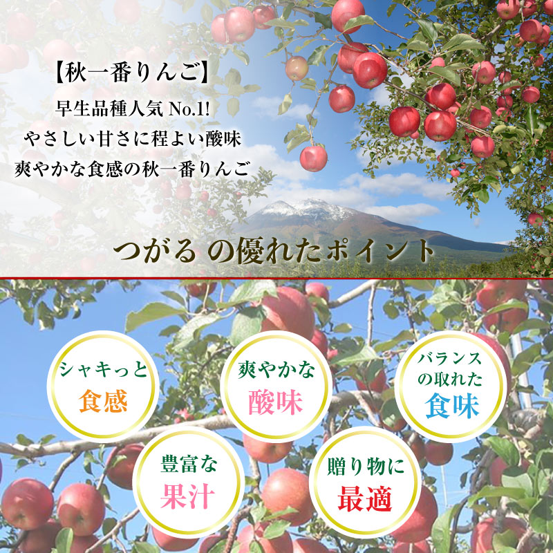 [予約 2023年10月1日-10月20日の納品] つがる 約 5kg 14-16玉 大玉 化粧箱 秋ギフト 津軽 りんご リンゴ ツガル 長野県 青森県