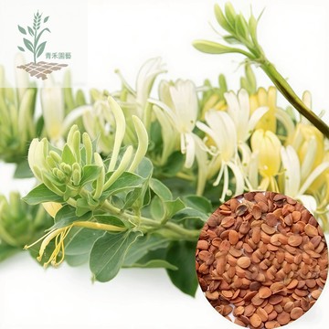 青禾園藝（金銀花種子）忍冬種子Honeysuckle 四季可播種食用&觀賞食用花種子中藥材種子多年生盆栽地栽好養