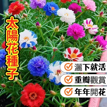 🌻重瓣太陽花種子🌻 鬆葉牡丹 馬齒牡丹 日日見花 耐熱耐旱 陽台爆盆 新手必備 五彩繽紛 開花機器 現貨