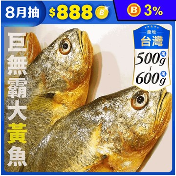 【鮮到貨】新鮮現殺大黃魚500~600g 黃花魚