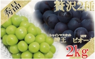 岡山県産 シャインマスカット晴王×ニューピオーネ　２種２kg