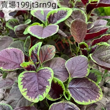 現貨🥬紅莧菜種子（150粒）2025新種子四季種植 綠莧菜種子 四季播種蔬菜種子 陽臺庭院農田種植菜盆栽種子 家庭蔬菜種