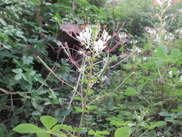 白花菜(乾品葉子含梗)台灣種植