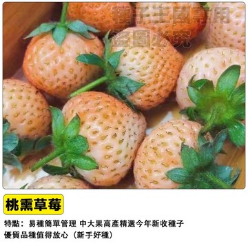 桃薰草莓 日本白草莓 桃太郎草莓 蜜桃草莓 白寶石草莓 淡雪草莓 台灣現貨 草莓苗 盆栽 陽台種植 香氣濃郁 四季可種