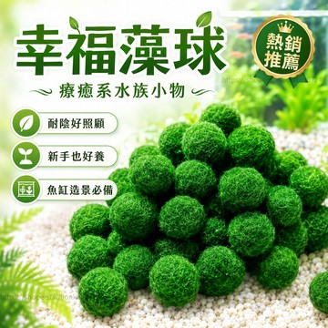 🔥台灣出貨🔥 海藻球微景觀生態瓶 魚缸水草活體 綠球藻水培植物 辦公室桌面小盆栽 創意禮物