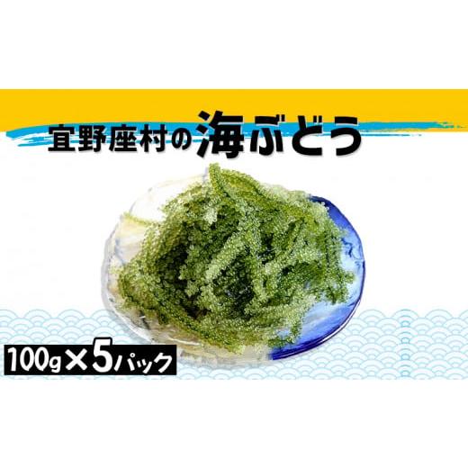 ふるさと納税 沖縄県 宜野座村 宜野座村の海ぶどう（100g×5パック）