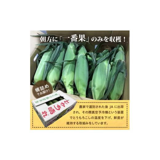 ふるさと納税 北海道 芽室町 北海道十勝芽室町　とかち晴れ　十勝めむろスイートコーン 13本入り　me010-005-24c