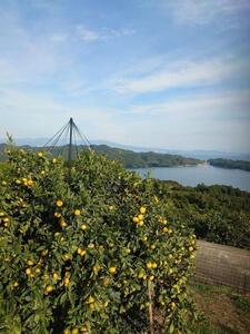 長崎県産　大将さんちの「甘熟せとか」2L～3L　8～12玉（約3Kg）