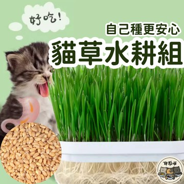 【自己種貓草】簡單種 水培盒 貓草種植組 小麥種子 小麥草 貓草盆 水培貓草盒 種植貓草 貓用小麥草 寵物生菜 新鮮貓草