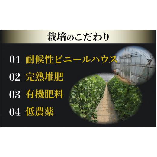 ふるさと納税 福井県 あわら市 レノンメロン・ペルルメロン セット 4L 計2玉入（約3〜4kg）  秀品 ／ 赤肉 青肉 食べ比べ マスクメロン 農家直送 …