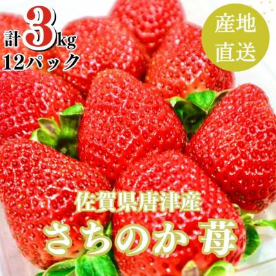 ふるさと納税 唐津市 3kg 山の斜面で日光を浴びたビタミンC豊富な苺!2024年3月より順次発送