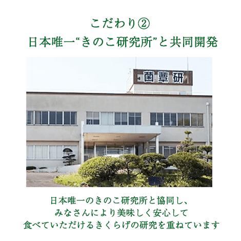 純国産 乾燥 きくらげ 100g 敬老の日 健康 ダイエット 栄養 ビタミンD お歳暮 ギフト プレゼント