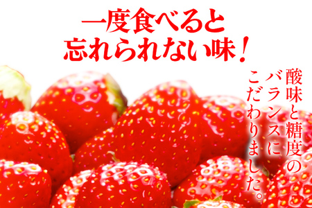 ごほうびいちご （約250g×4パック ） ＜2024年1月以降順次発送予定＞ いちご 苺 高品質 完熟 フルーツ 果物 お取り寄せ ご当地グルメ 福岡土産 取り寄せ グルメ 福岡県 食品