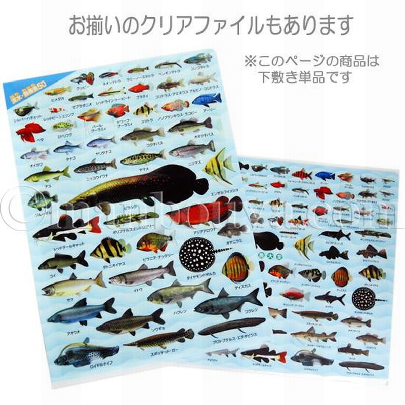 A4サイズ 下敷き 魚 図鑑 アロワナ ピラルク 文房具 ザ・アクセス 