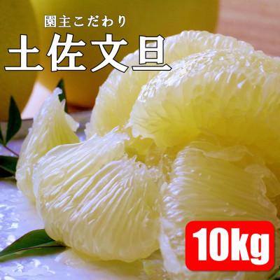 ふるさと納税 土佐市 やの一果彩の園主こだわり土佐文旦10kg