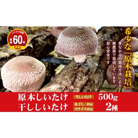 ふるさと納税 2024年3月発送　希少！原木しいたけ「生椎茸と干し椎茸（丸干し・スライス）セット」 岩手県矢巾町