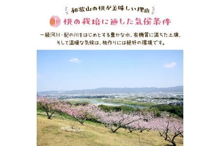 フルーツ王国　和歌山の桃　品種おまかせ6～9玉（約2kg入り）化粧箱入り ※北海道・沖縄・離島への配送不可※着日指定不可