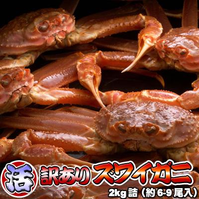 活ズワイガニ 訳あり 2kg詰 身入り7割前後 送料無料 ※沖縄は送料別途加算 御歳暮 クリスマス 正月