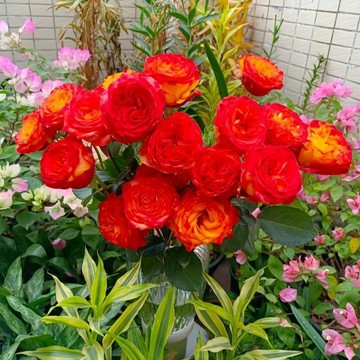 🌹（狂想曲玫瑰種子）當年新種 包對版 多年生可做切花 四季懶人室內外庭院盆栽花卉種子 耐寒易活 綠植物鮮花種子