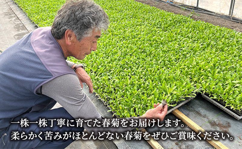 北海道 伊達 大滝農園 株張り春菊 8袋 野菜 サラダ