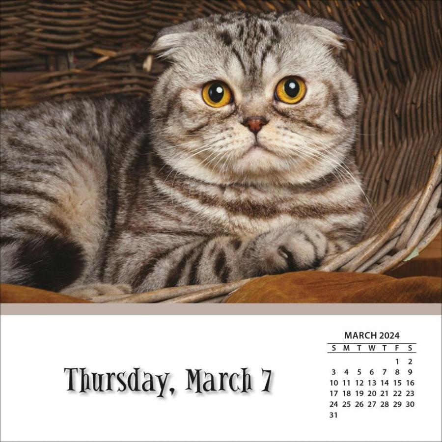 2024日めくりカレンダー　キャッツ＆キトンズ　猫雑貨