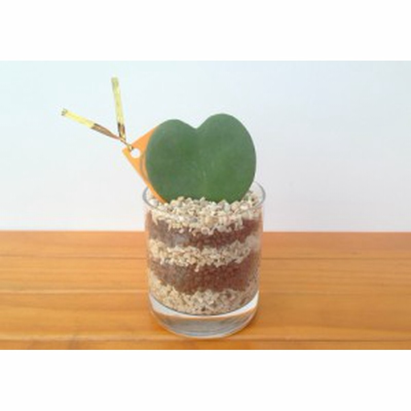 ハイドロカルチャー サークルグラスl サンゴ砂 ハイドロボール ハートホヤ 通販 Lineポイント最大1 0 Get Lineショッピング