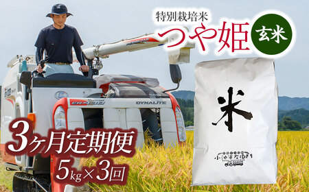 令和5年産 新米 山形県庄内産 小池半左衛門のお米 特別栽培米 つや姫 玄米5kg×3回（計15kg）