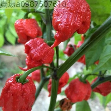 現貨 卡羅萊納死神辣椒種子（20粒）（超級辣）魔鬼椒 四季盆栽庭院 蔬菜種籽 盆栽蔬菜種子