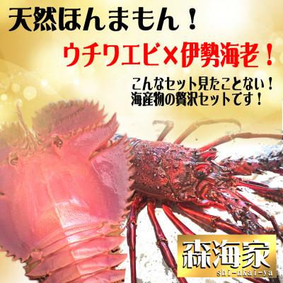 ふるさと納税 東洋町 ウチワエビ大サイズ3尾 伊勢海老小サイズ(イセエビ)2〜3尾