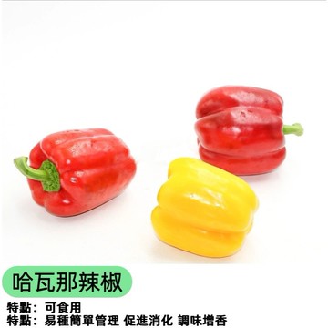 魔鬼椒種子 哈瓦那辣椒 世界第二辣 盆栽可種 觀賞食用 挑戰級辣度 自種辣椒 辣椒盆栽 陽台種植 嗜辣者專屬 種子現貨