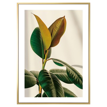 BOLUO GALLERY 菠蘿選畫所 青翠碧綠 橡皮樹I BFLE3432G 掛畫  30 x 40cm  金色