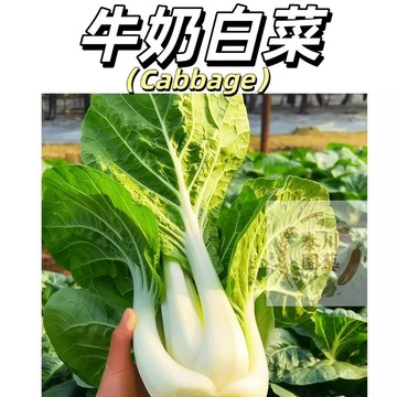 嘉儀現貨（牛奶白菜種子）四季高產~新手易種~葉色墨綠.葉柄乳白.口感極佳 )#葉菜類種子