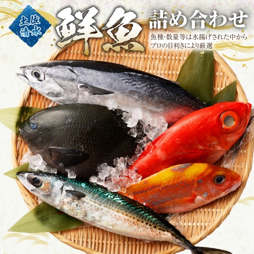 季節の鮮魚 おまかせお楽しみセット（翡翠コース）天然魚 食べ比べ 魚介類 海鮮料理