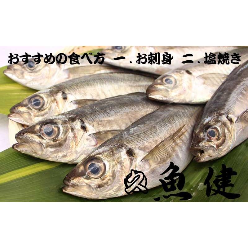 アジ（島根県産）焼き・刺身・フライ・業務用に