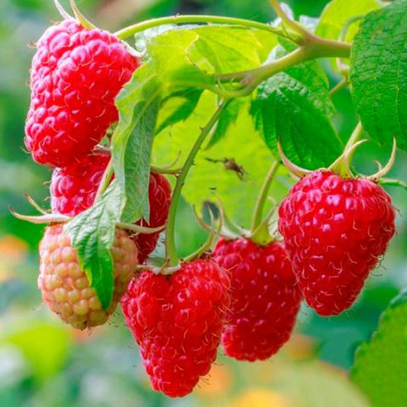 ラズベリー苗 ジョンスクエアー 2年生 大苗