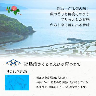 ふるさと納税 松浦市 新松浦漁協  活きくるまえび　1kg